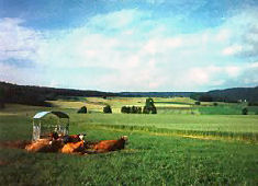 Kühe - Bauernhof Beyer, Oberscheinfeld-Stierhöfstetten, Naturpark Steigerwald